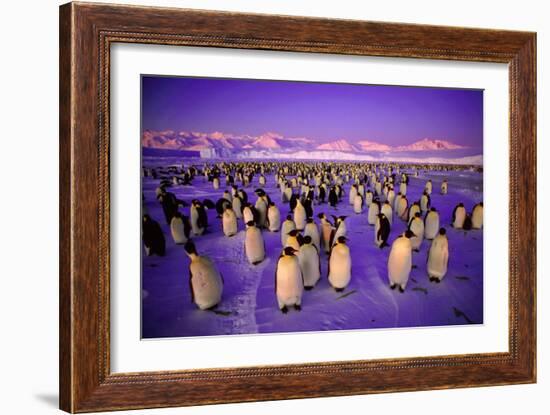 Emperor Penguin Colony in Twilight-null-Framed Photographic Print