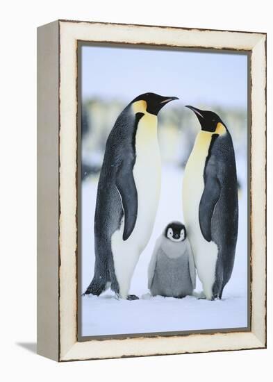 Emperor Penguin Family-DLILLC-Framed Premier Image Canvas