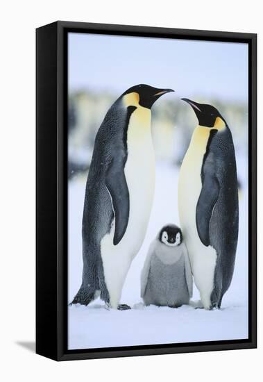 Emperor Penguin Family-DLILLC-Framed Premier Image Canvas