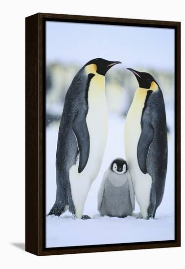 Emperor Penguin Family-DLILLC-Framed Premier Image Canvas