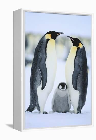 Emperor Penguin Family-DLILLC-Framed Premier Image Canvas