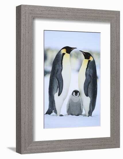 Emperor Penguin Family-DLILLC-Framed Photographic Print