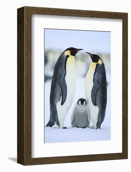 Emperor Penguin Family-DLILLC-Framed Photographic Print