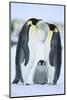 Emperor Penguin Family-DLILLC-Mounted Photographic Print