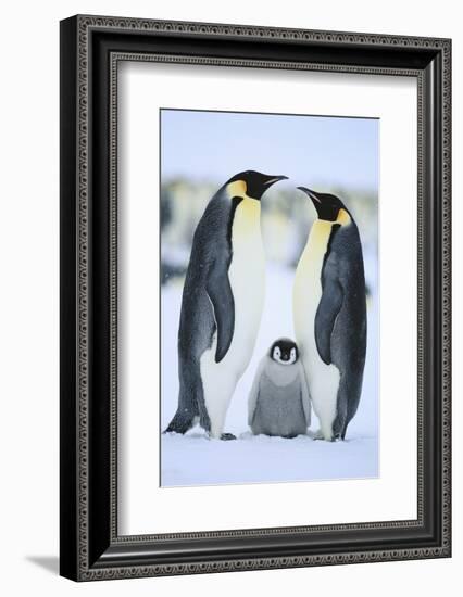 Emperor Penguin Family-DLILLC-Framed Photographic Print