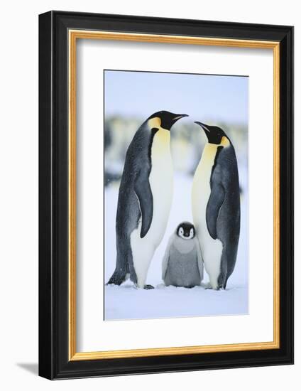 Emperor Penguin Family-DLILLC-Framed Photographic Print