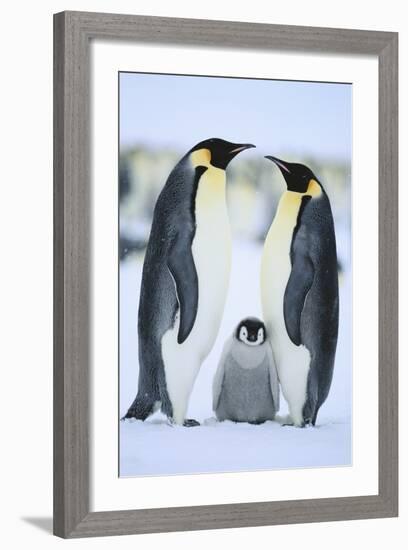 Emperor Penguin Family-DLILLC-Framed Photographic Print