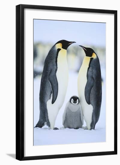 Emperor Penguin Family-DLILLC-Framed Photographic Print