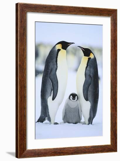 Emperor Penguin Family-DLILLC-Framed Photographic Print