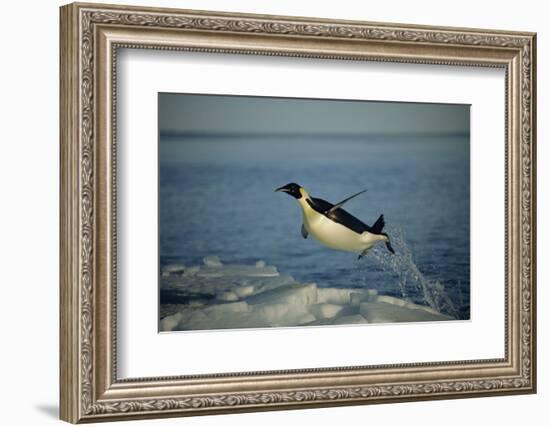 Emperor Penguin Flying Out of Water (Aptenodytes Forsteri) Cape Washington, Antarctica-Martha Holmes-Framed Photographic Print