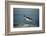 Emperor Penguin Flying Out of Water (Aptenodytes Forsteri) Cape Washington, Antarctica-Martha Holmes-Framed Photographic Print