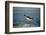 Emperor Penguin Flying Out of Water (Aptenodytes Forsteri) Cape Washington, Antarctica-Martha Holmes-Framed Photographic Print