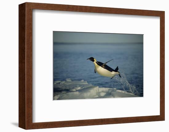 Emperor Penguin Flying Out of Water (Aptenodytes Forsteri) Cape Washington, Antarctica-Martha Holmes-Framed Photographic Print