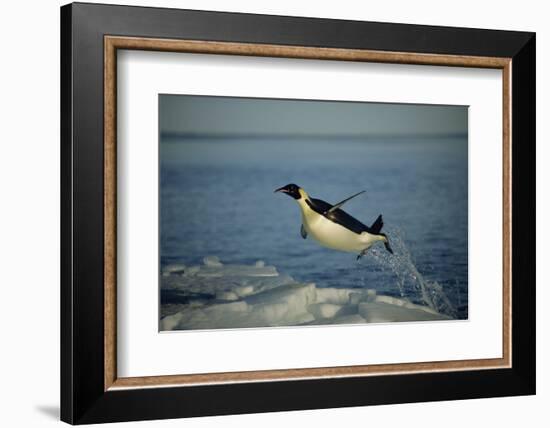 Emperor Penguin Flying Out of Water (Aptenodytes Forsteri) Cape Washington, Antarctica-Martha Holmes-Framed Photographic Print