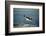 Emperor Penguin Flying Out of Water (Aptenodytes Forsteri) Cape Washington, Antarctica-Martha Holmes-Framed Photographic Print