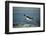 Emperor Penguin Flying Out of Water (Aptenodytes Forsteri) Cape Washington, Antarctica-Martha Holmes-Framed Photographic Print