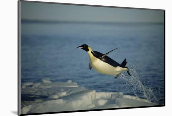 Emperor Penguin Flying Out of Water (Aptenodytes Forsteri) Cape Washington, Antarctica-Martha Holmes-Mounted Photographic Print