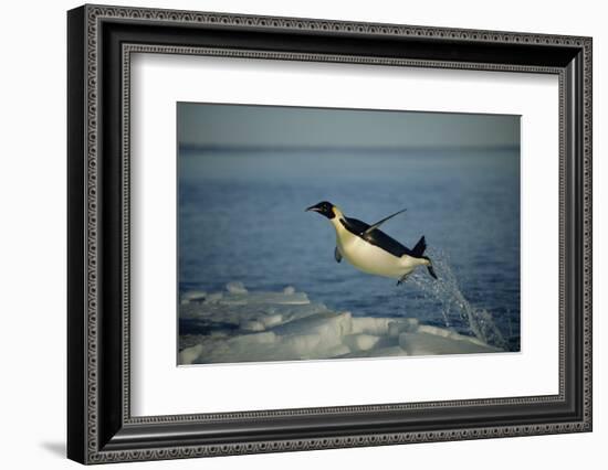 Emperor Penguin Flying Out of Water (Aptenodytes Forsteri) Cape Washington, Antarctica-Martha Holmes-Framed Photographic Print