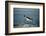 Emperor Penguin Flying Out of Water (Aptenodytes Forsteri) Cape Washington, Antarctica-Martha Holmes-Framed Photographic Print