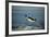 Emperor Penguin Flying Out of Water (Aptenodytes Forsteri) Cape Washington, Antarctica-Martha Holmes-Framed Photographic Print