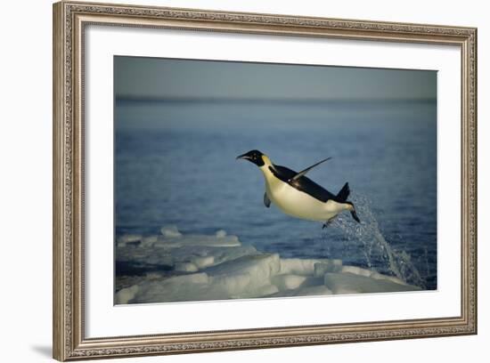 Emperor Penguin Flying Out of Water (Aptenodytes Forsteri) Cape Washington, Antarctica-Martha Holmes-Framed Photographic Print