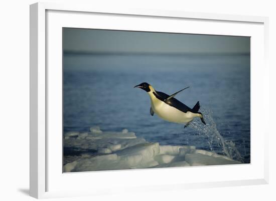 Emperor Penguin Flying Out of Water (Aptenodytes Forsteri) Cape Washington, Antarctica-Martha Holmes-Framed Photographic Print