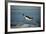 Emperor Penguin Flying Out of Water (Aptenodytes Forsteri) Cape Washington, Antarctica-Martha Holmes-Framed Photographic Print