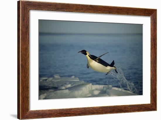 Emperor Penguin Flying Out of Water (Aptenodytes Forsteri) Cape Washington, Antarctica-Martha Holmes-Framed Photographic Print