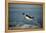 Emperor Penguin Flying Out of Water (Aptenodytes Forsteri) Cape Washington, Antarctica-Martha Holmes-Framed Premier Image Canvas