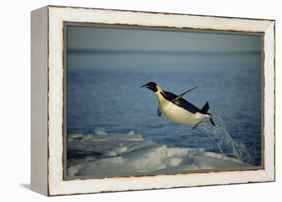 Emperor Penguin Flying Out of Water (Aptenodytes Forsteri) Cape Washington, Antarctica-Martha Holmes-Framed Premier Image Canvas