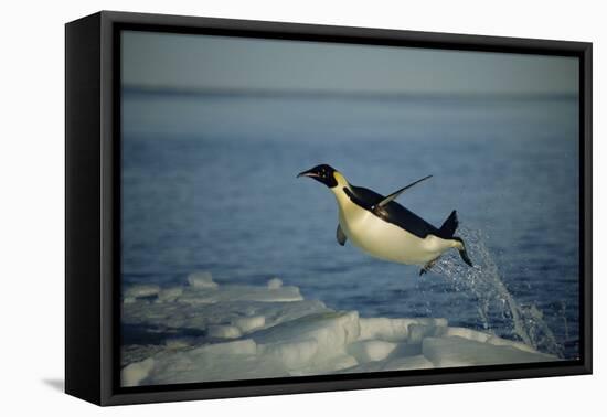 Emperor Penguin Flying Out of Water (Aptenodytes Forsteri) Cape Washington, Antarctica-Martha Holmes-Framed Premier Image Canvas