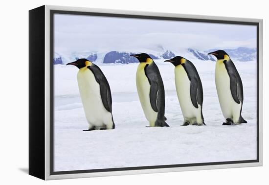 Emperor Penguin Four Adults Walking across Ice-null-Framed Premier Image Canvas