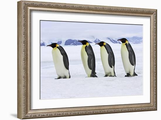 Emperor Penguin Four Adults Walking across Ice-null-Framed Photographic Print