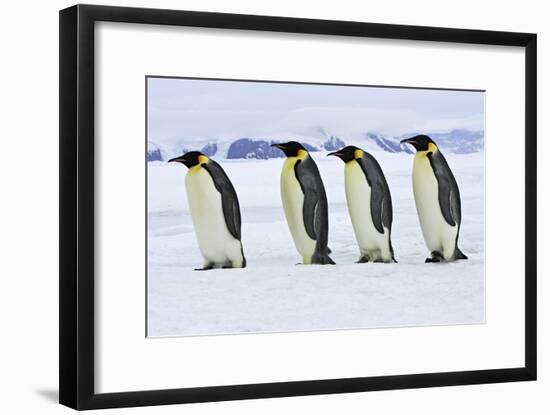 Emperor Penguin Four Adults Walking across Ice-null-Framed Photographic Print