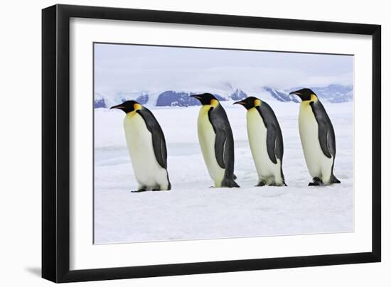 Emperor Penguin Four Adults Walking across Ice-null-Framed Photographic Print