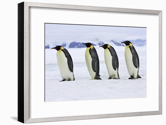 Emperor Penguin Four Adults Walking across Ice-null-Framed Photographic Print