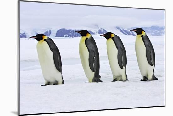 Emperor Penguin Four Adults Walking across Ice-null-Mounted Photographic Print