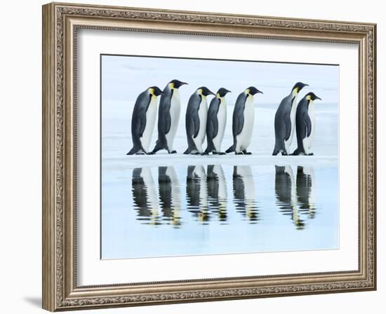 Emperor penguin group, Antarctica-Frank Krahmer-Framed Art Print