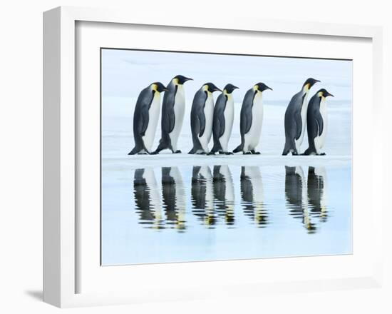 Emperor penguin group, Antarctica-Frank Krahmer-Framed Art Print