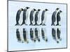 Emperor penguin group, Antarctica-Frank Krahmer-Mounted Art Print