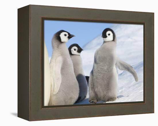 Emperor Penguin parent with chick on ice, Snow Hill Island, Antarctica-Keren Su-Framed Premier Image Canvas