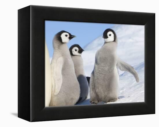 Emperor Penguin parent with chick on ice, Snow Hill Island, Antarctica-Keren Su-Framed Premier Image Canvas