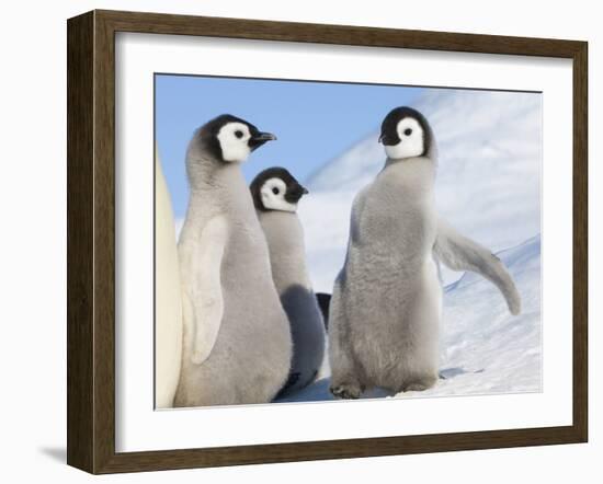 Emperor Penguin parent with chick on ice, Snow Hill Island, Antarctica-Keren Su-Framed Photographic Print