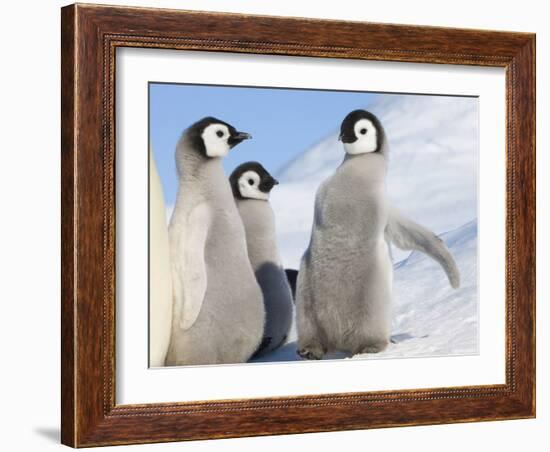 Emperor Penguin parent with chick on ice, Snow Hill Island, Antarctica-Keren Su-Framed Photographic Print