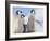 Emperor Penguin parent with chick on ice, Snow Hill Island, Antarctica-Keren Su-Framed Photographic Print