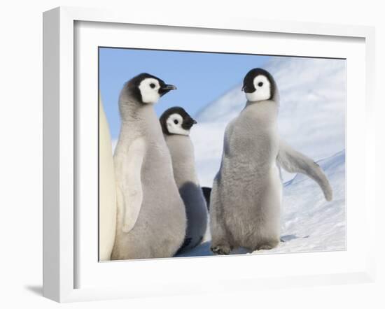 Emperor Penguin parent with chick on ice, Snow Hill Island, Antarctica-Keren Su-Framed Photographic Print