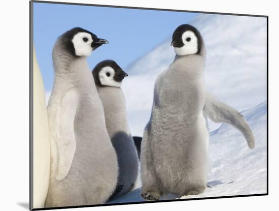 Emperor Penguin parent with chick on ice, Snow Hill Island, Antarctica-Keren Su-Mounted Photographic Print