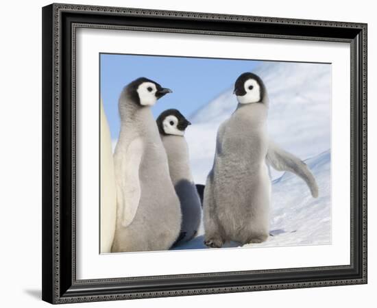 Emperor Penguin parent with chick on ice, Snow Hill Island, Antarctica-Keren Su-Framed Photographic Print