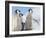 Emperor Penguin parent with chick on ice, Snow Hill Island, Antarctica-Keren Su-Framed Photographic Print