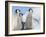 Emperor Penguin parent with chick on ice, Snow Hill Island, Antarctica-Keren Su-Framed Photographic Print